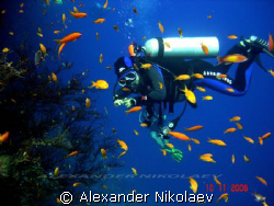 Red sea, Egypt. by Alexander Nikolaev 
